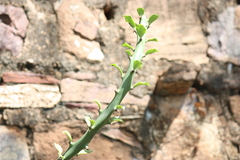 Euphorbia caducifolia